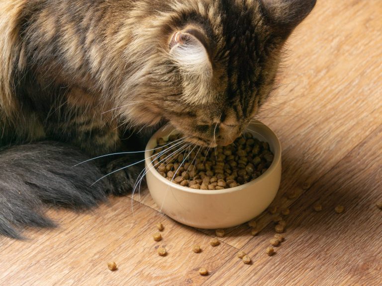 kot jedzący suchą karmę