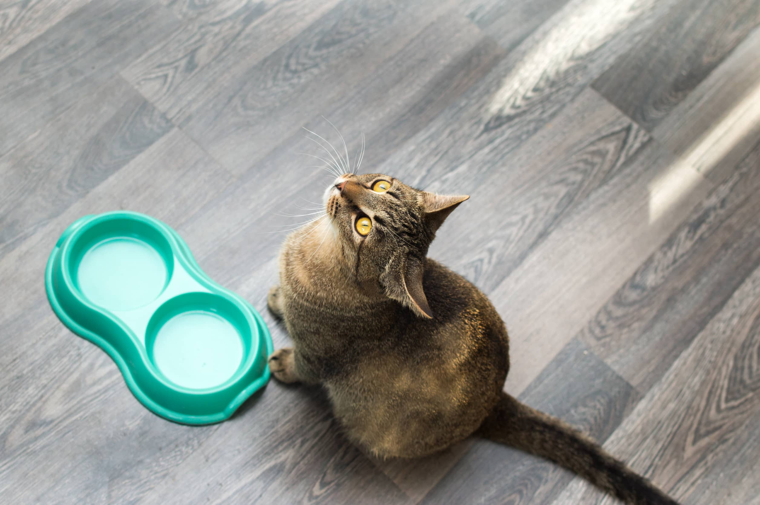 kotek czeka na posiłek