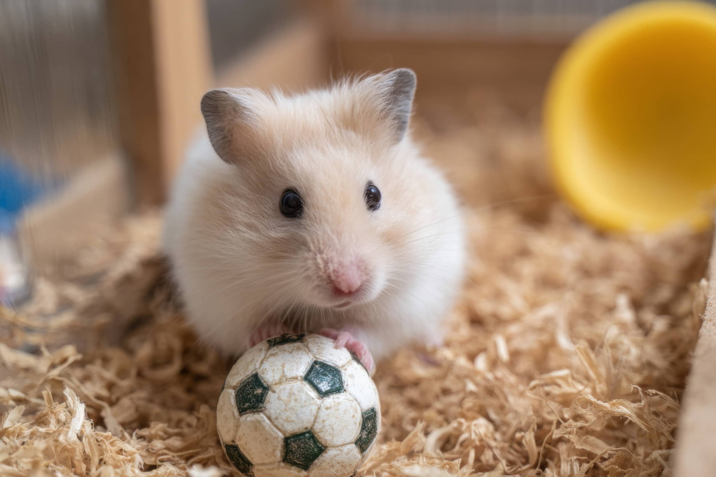 chomik bawiący się piłką