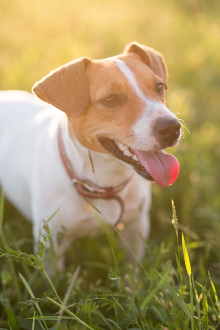 Pies jack russell terrier biegający po trawie